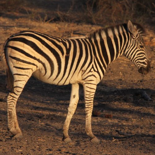 The Quagga