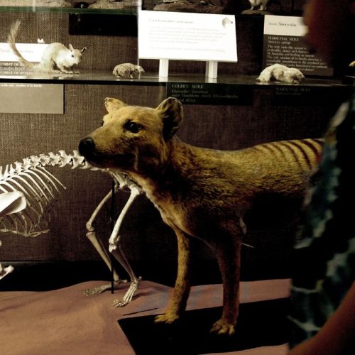 The Tasmanian Tiger
