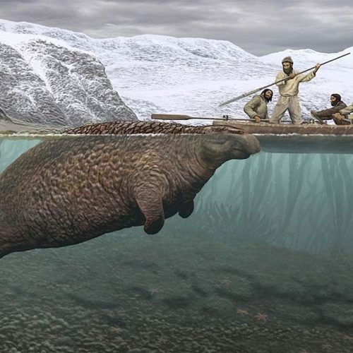 Steller's sea cow (Hydrodamalis gigas)