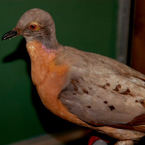 The Passenger Pigeon