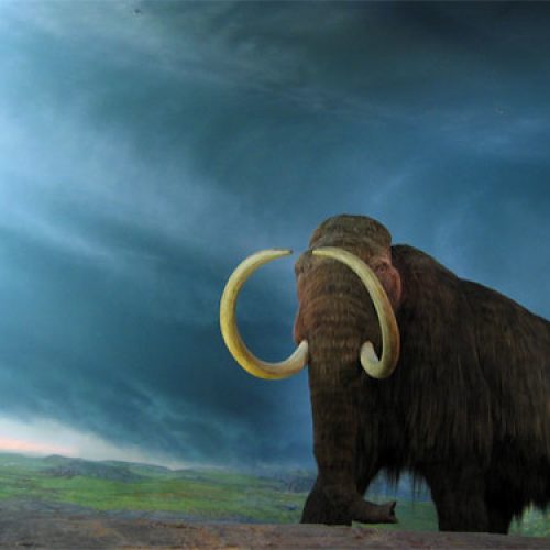 The Wooly Mammoth
